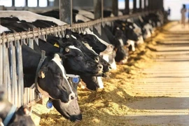 5 doanh nghiệp đầu tiên xuất khẩu sữa sang Trung Quốc