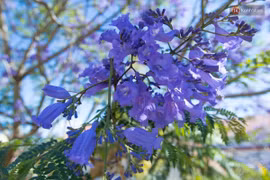 Cây phượng không ra hoa vào mùa đông