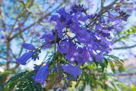 Cây phượng không ra hoa vào mùa đông