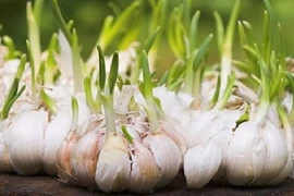 Tỏi mọc mầm không độc 