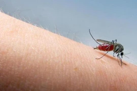  Những cách tự nhiên chống muỗi đốt