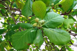 Cây bàng chữa bệnh