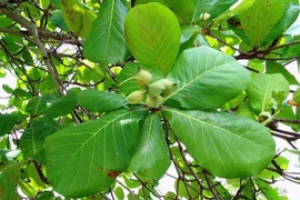 Cây bàng chữa bệnh