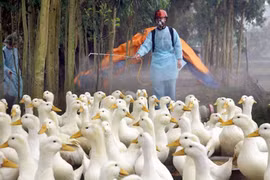 Việt Nam xuất hiện 10 ổ dịch cúm A/H5N6, tiêu hủy hơn 4 vạn gia cầm