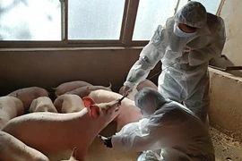 Trung Quốc lập 'khách sạn lợn' để bảo vệ nguồn cung