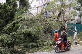 Cây cổ thụ đổ đè ôtô trên phố