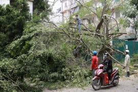 Cây cổ thụ đổ đè ôtô trên phố