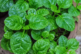 Mồng tơi tốt cho mắt 