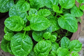 Mồng tơi tốt cho mắt 