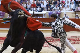 1001 thắc mắc: Vì sao bò tót hay 'nổi điên' với màu đỏ?