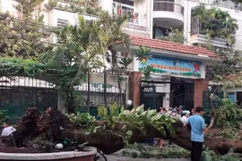  Lẽ nào sân trường vắng bóng cây xanh?