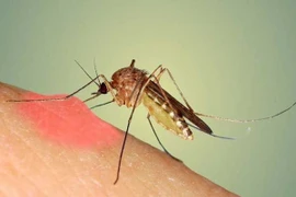  Nhiệt độ lý tưởng để muỗi sinh sản