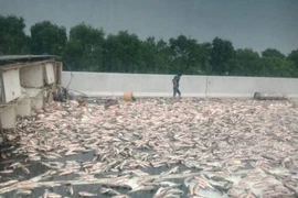 Xe tải chở cá bất ngờ lật ngang trên cao tốc, hơn hai tấn cá phủ trắng đường