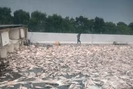 Xe tải chở cá bất ngờ lật ngang trên cao tốc, hơn hai tấn cá phủ trắng đường