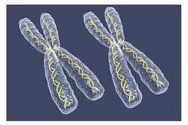 Bất thường nhiễm sắc thể giới tính