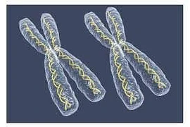 Bất thường nhiễm sắc thể giới tính