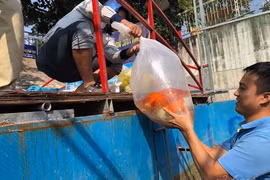 Cảnh dỡ 'bảo bối' Nhật làm sạch sông Tô Lịch, rút cá koi về hồ Tây