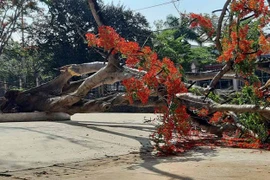 Thêm cây phượng bật gốc trong sân trường