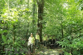 Lạng Sơn phát triển bền vững kinh tế rừng