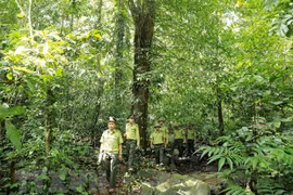 Lạng Sơn phát triển bền vững kinh tế rừng