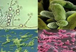  Dùng vi sinh vật xử lý nước