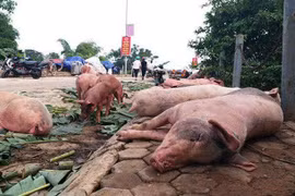 Con bỏ ăn vì mẹ tẩy chay thịt lợn 