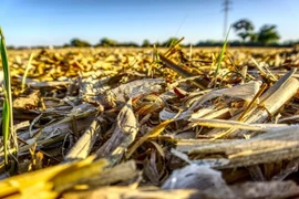 Công nghệ mới sản xuất nhiên liệu sinh học từ thực vật giàu cellulose 