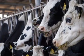 Vệ tinh phát hiện khí methane từ... trang trại bò