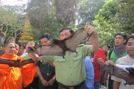 Chùa Dơi ngày càng vắng… dơi