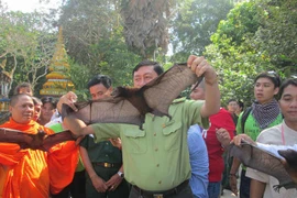 Chùa Dơi ngày càng vắng… dơi