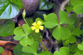 Chua me đất hoa vàng chữa ho, viêm họng