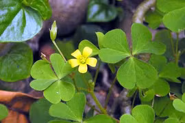 Chua me đất hoa vàng chữa ho, viêm họng