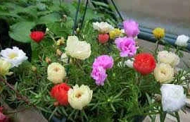 Chữa viêm họng, bỏng nhẹ từ hoa mười giờ