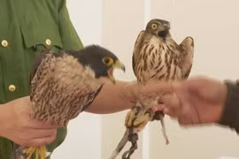 Chim cắt là là một trong những loài sinh vật nhanh nhất hành tinh.