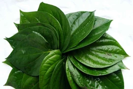 Lá trầu diệt côn trùng