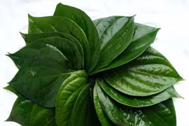 Lá trầu diệt côn trùng