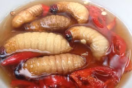 Ăn côn trùng sống: Không bổ dưỡng mà còn có nguy cơ rước bệnh