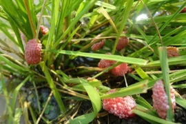 Có nên khuyến khích ăn côn trùng