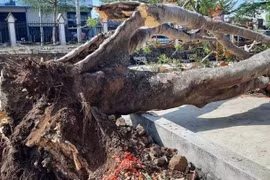 Nghi ngờ những cây phượng gãy đổ không phải là phượng vĩ