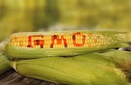  Chỉ sử dụng thực phẩm biến đổi gene được công nhận