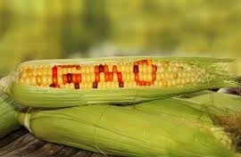  Chỉ sử dụng thực phẩm biến đổi gene được công nhận