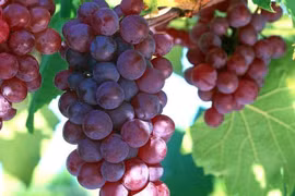 Nhiễm độc vì ăn nho khi uống thuốc hạ mỡ máu