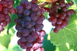 Nhiễm độc vì ăn nho khi uống thuốc hạ mỡ máu