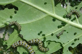 Tự làm bả diệt sâu