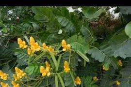 Hạt muồng chữa hội chứng lỵ