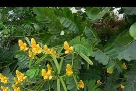 Hạt muồng chữa hội chứng lỵ