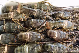 Rộ 'giải cứu tôm hùm', giá chỉ từ 495.000 đồng/kg