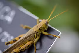 Robot mini lấy ý tưởng từ côn trùng trong tự nhiên