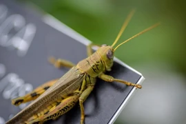 Robot mini lấy ý tưởng từ côn trùng trong tự nhiên