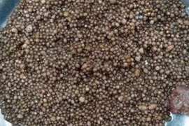 Phòng trị sỏi thận “ngũ lâm”